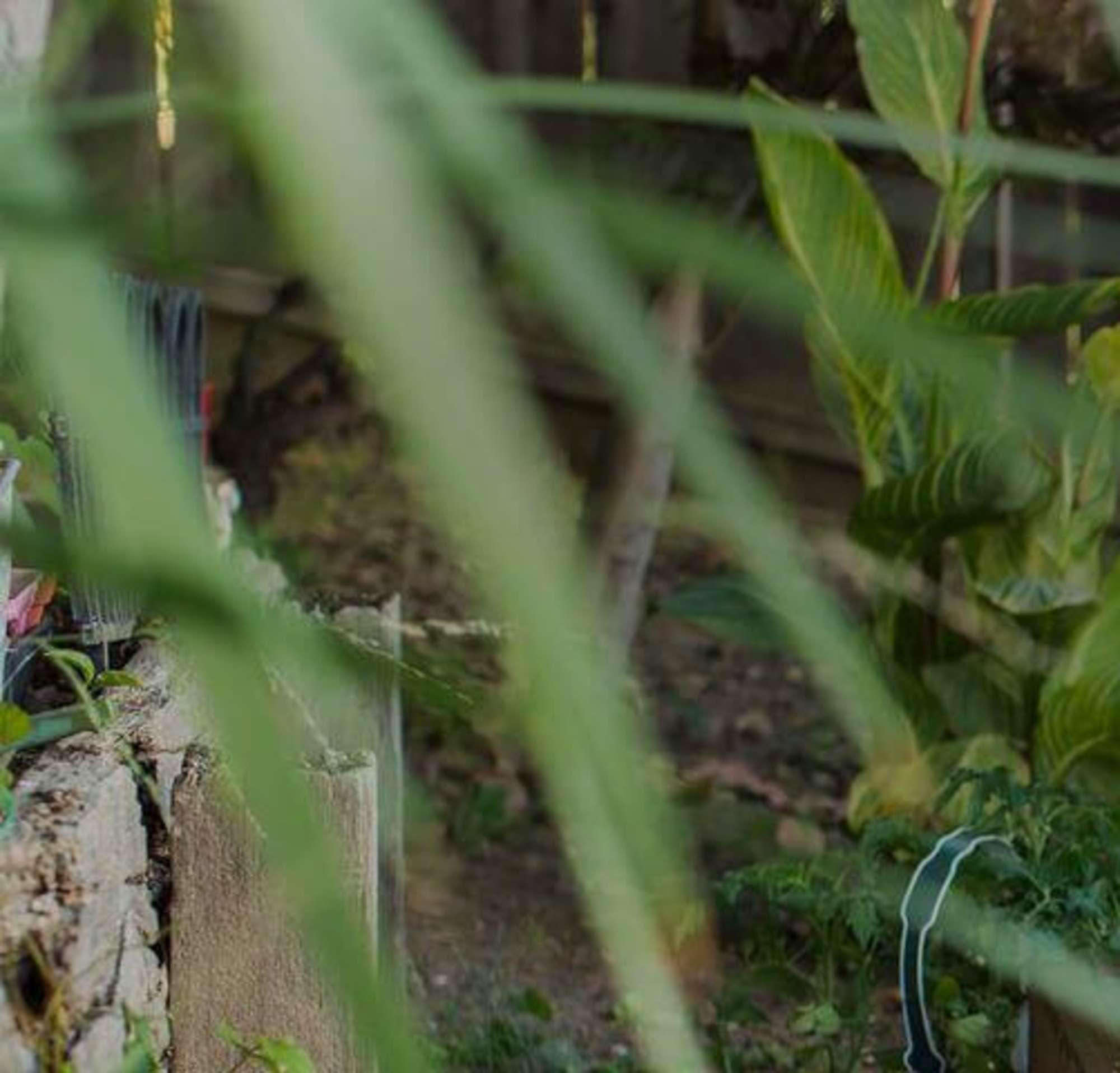 A woman gardening with a child.